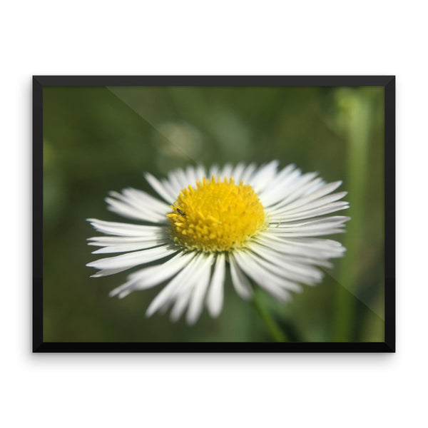 Macro Flower Framed Print