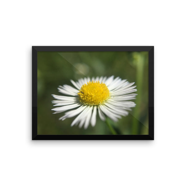 Macro Flower Framed Print